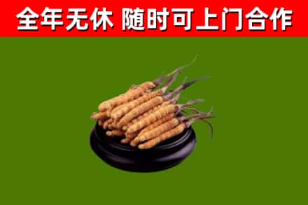 珠海回收散虫草