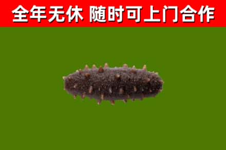珠海回收海参干
